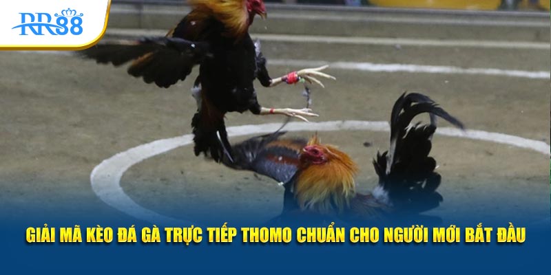 Giải mã kèo đá gà trực tiếp Thomo chuẩn cho người mới bắt đầu