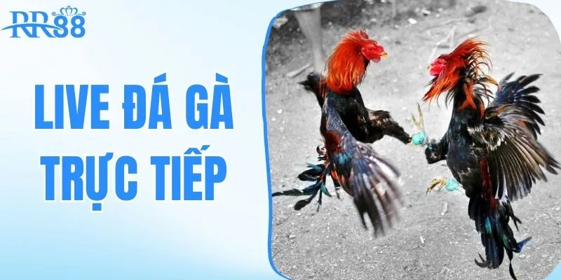 đá gà bồ 67